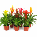 Bromelia Mix Vaso Diametro 13 cm