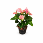 Anthurium Rosa in Vaso Diametro 14 cm