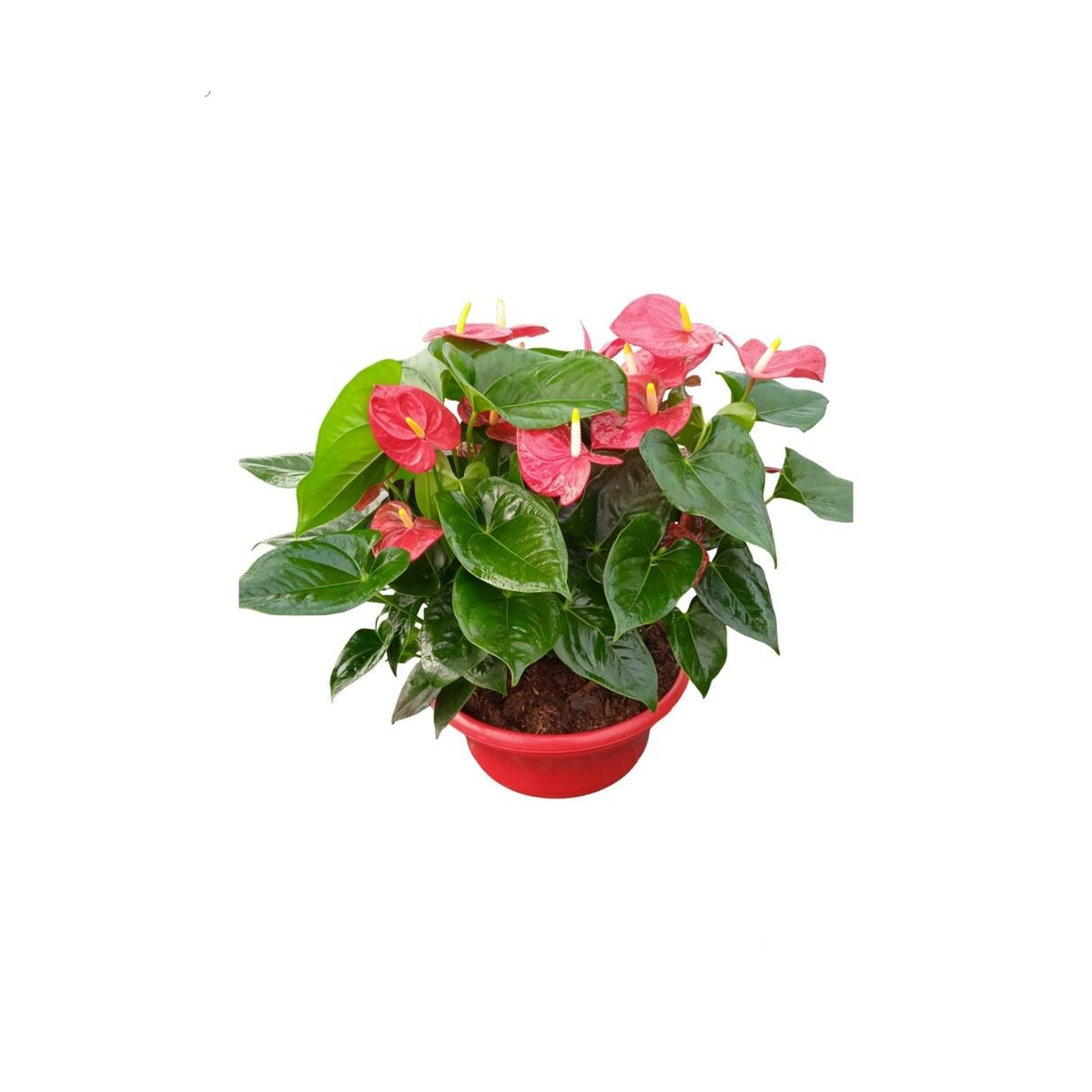 ANTHURIUM_ANDRAEANUM_STANDARD_1200 Anthurium Andraeanum Rosso in Ciotola Diametro 30 cm - immagine 1