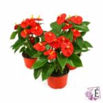 ANTHURIUM ANDREANUM MIX – VASO Ø14