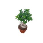Ficus Bonsai Ginseng Vaso Diametro 20 cm