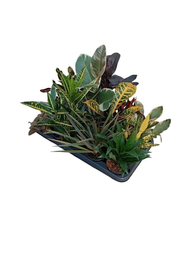 000003020_20260306000529 Misto Verde Vaso Diametro 10 Placca da 12 pezzi - immagine 1