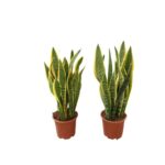 Sansevieria Laurenti Vaso Diametro 17 Altezza circa 60 cm