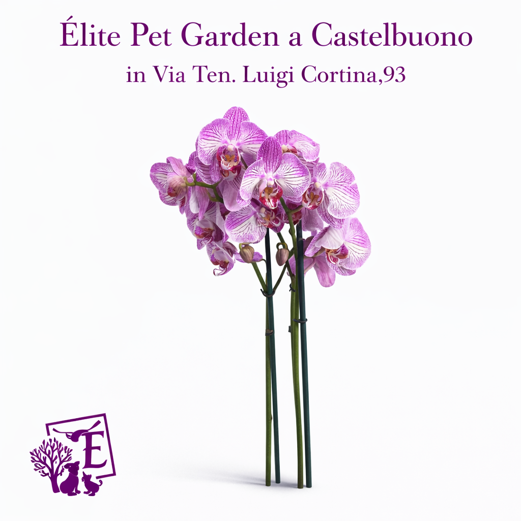 54a59573-7d61-4894-8b00-887a41e0e8a7 Orchidea Phalaenopsis Due Rami Vaso Diametro 12 Altezza Circa 60 cm Raffaello - immagine 1