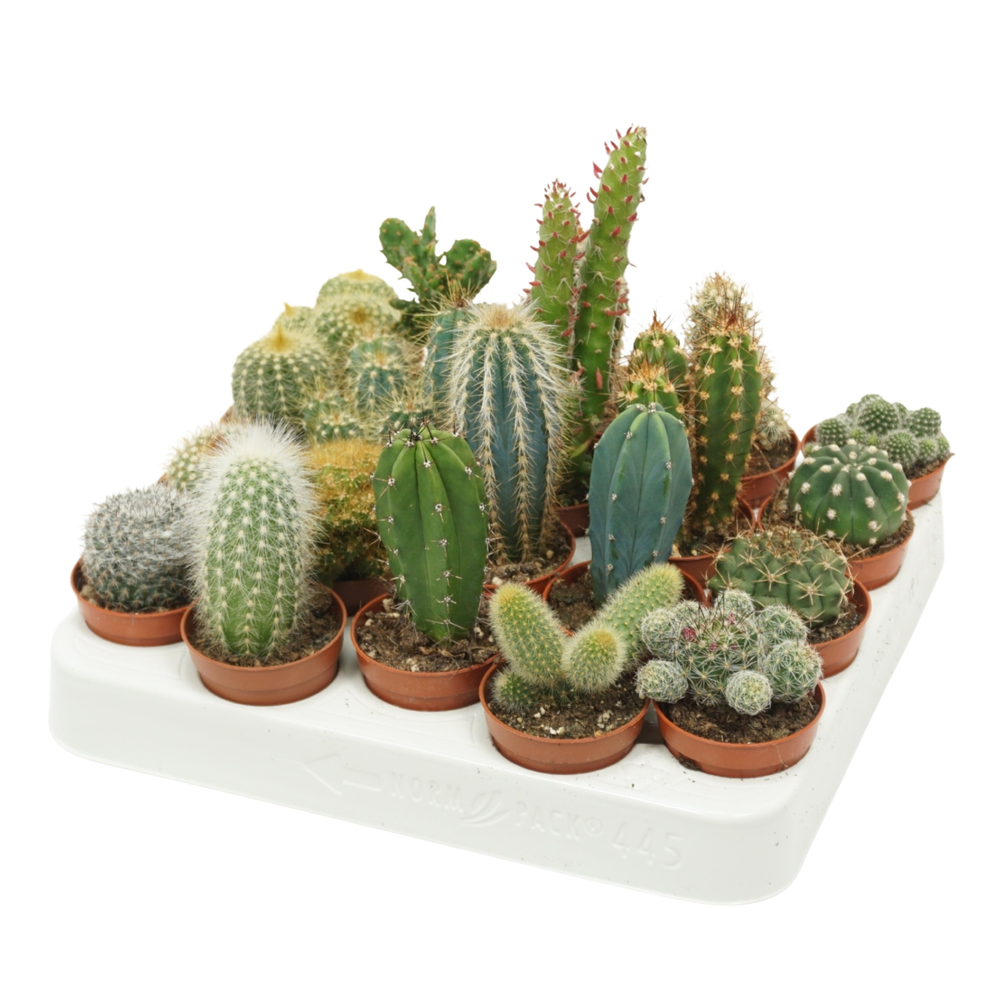 553484-1 Cactus - vaso diametro 5,5 - immagine 1
