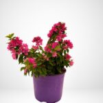 Bouganville Minitay Vaso Diametro 23 cm