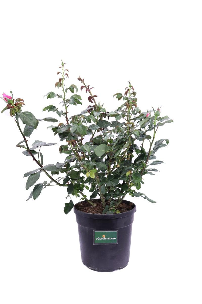 Rosa-Grandiflora-Rosa-v21-egarden.store-1 Rosai Grandiflora mix Colore Vaso Diametro 19 Cm - immagine 1