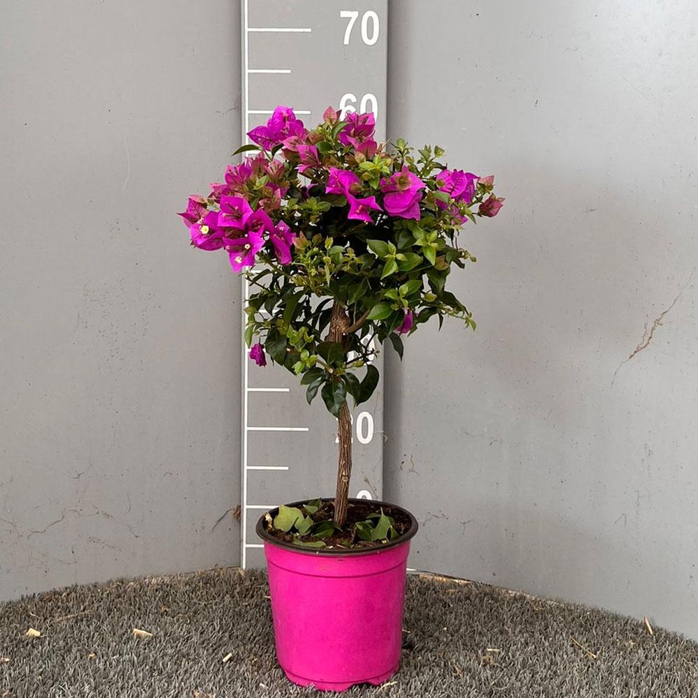 bouganville-ad-alberetto-v17 Bouganville Alberello Vaso Diametro 18 Cm - immagine 1