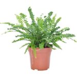 Nephrolepis Felce di Boston Vaso Diametro 12