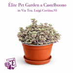 Tradescantia Panther vaso Diametro 15 cm