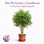 Ficus benjamina Alberello Intrecciato vaso Diametro 27 cm