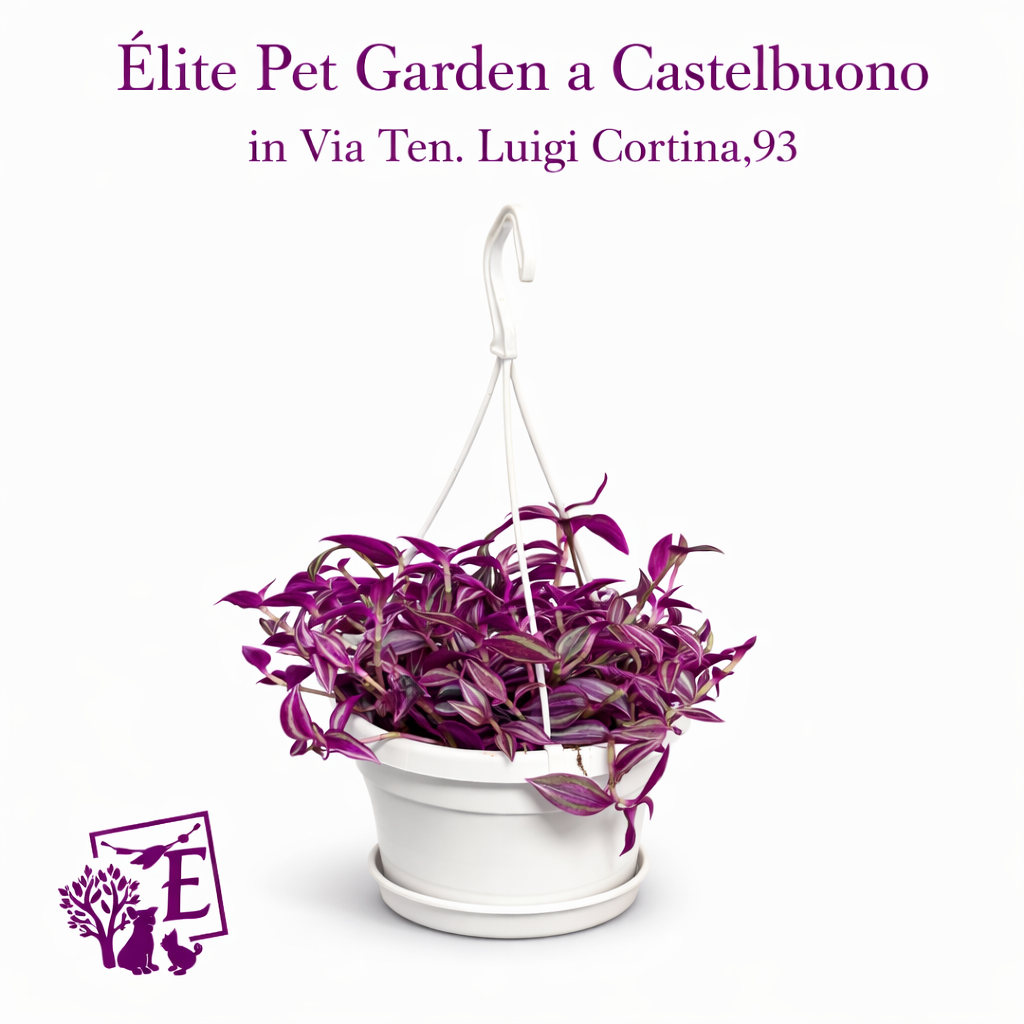 8017a5cc-438c-48da-84d7-77405f6eb988 Tradescantia Pink Paradise Basket 14 cm - immagine 1