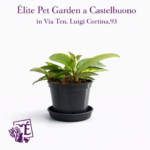 Hoya Carnosa Green Vaso Diametro 12 cm