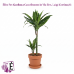 Dracaena Arturo Vaso Diametro 17