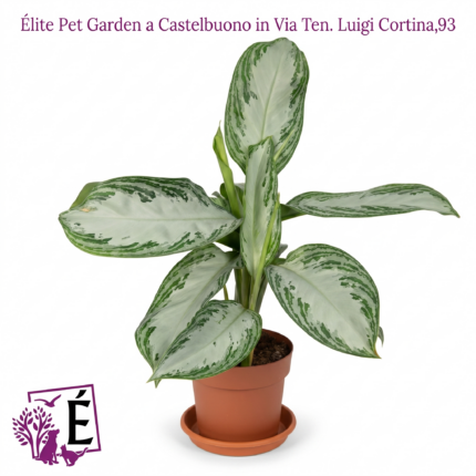 Aglaonema Silver Bay Vaso Diametro 17