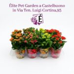 Kalanchoe Calandiva mix color placca da 10 pezzi Diametro 10