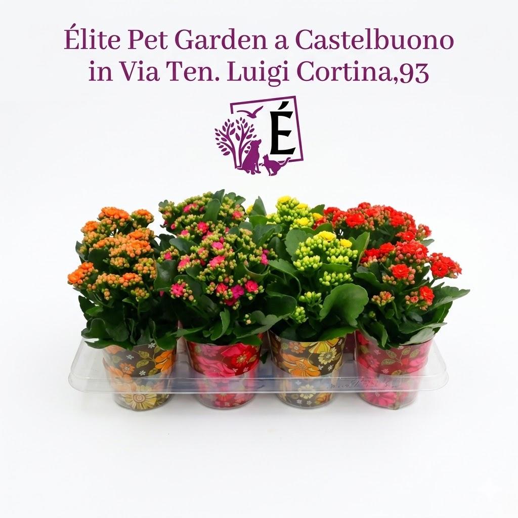 fb20f1a8-91fb-4968-9fe7-8a16e258c460 Kalanchoe Calandiva mix color placca da 10 pezzi Diametro 10 - immagine 1