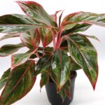 AGLAONEMA RED SIAM – VASO Ø14
