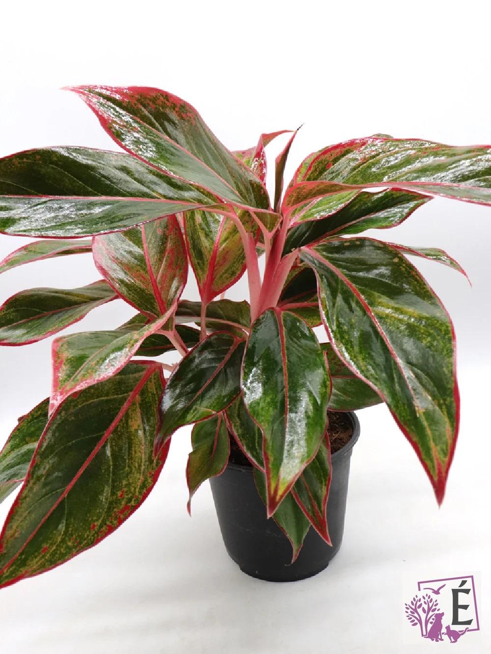Aglaonema_Red_Siam_filigranato AGLAONEMA RED SIAM – VASO Ø14 - immagine 1