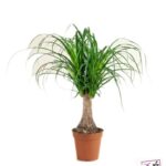 BEAUCARNEA RECURVATA – VASO Ø17