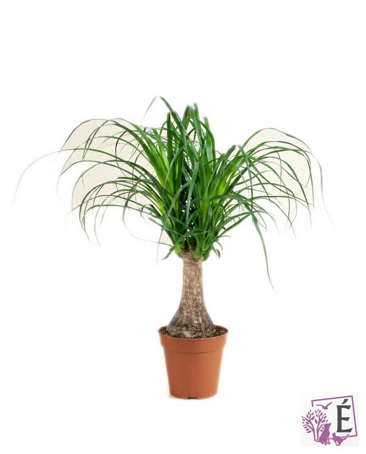 Beaucarnea_recurvata_filigranata BEAUCARNEA RECURVATA – VASO Ø17 - immagine 1
