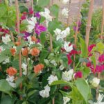 BOUGANVILLEA COLORI MISTI – ALTEZZA CON CANNA 100 CM, VASO Ø16