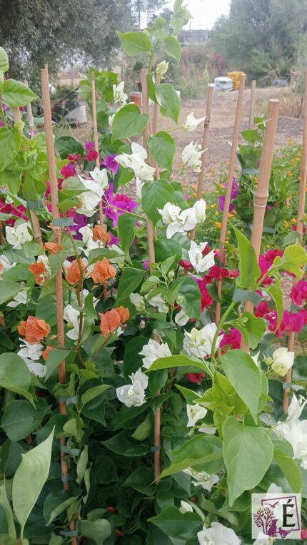 BOUGANVILLEA COLORI MISTI – ALTEZZA CON CANNA 100 CM, VASO Ø16
