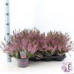CALLUNA BEAUTY LADY – VASO Ø9,5, COLORE ROSA