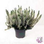 CALLUNA BEAUTY LADY – VASO Ø9,5, COLORE BIANCA