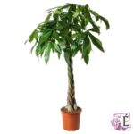 PACHIRA AQUATICA – VASO Ø24, ALTEZZA 170/180 CM
